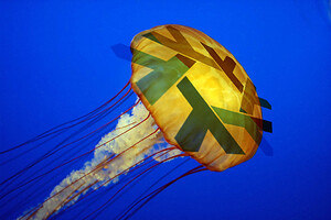 Jelly_cc11